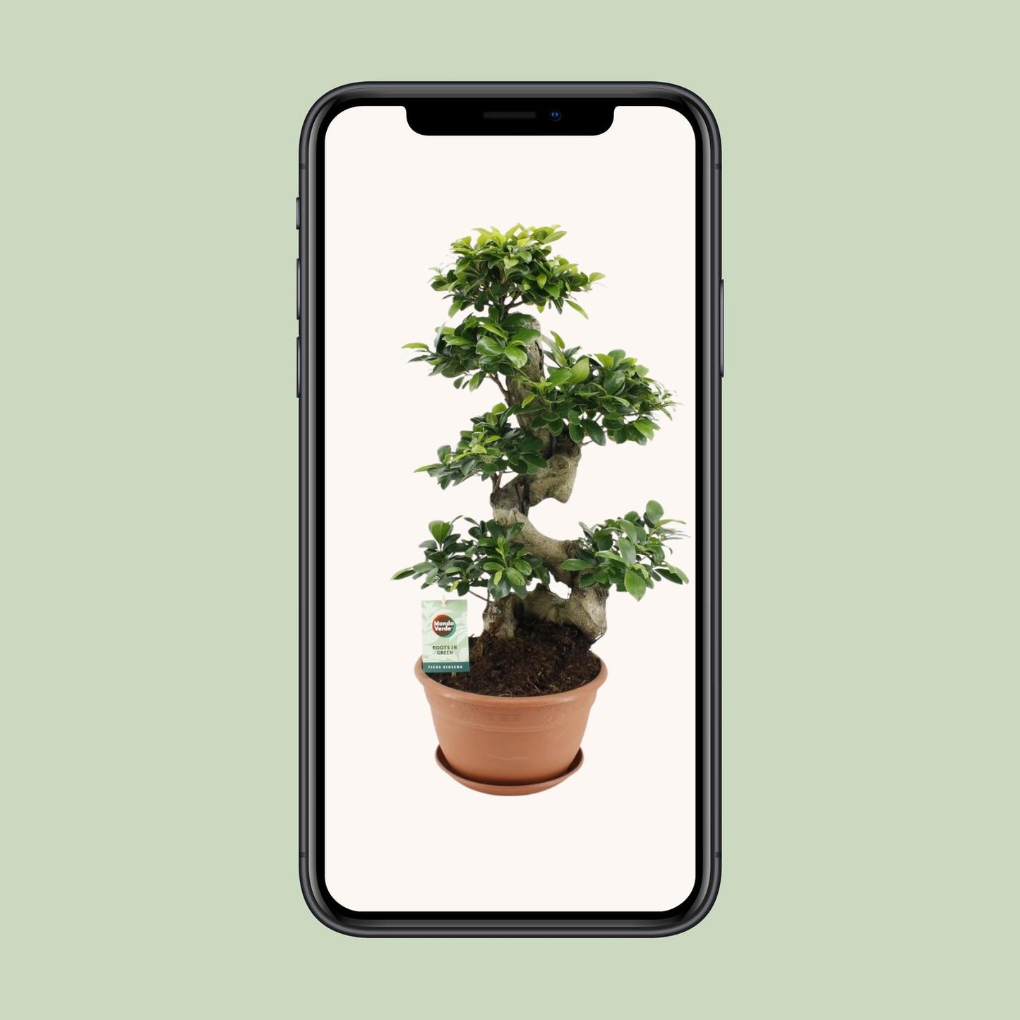 Ficus Ginseng - Ø27cm - ↕70cm