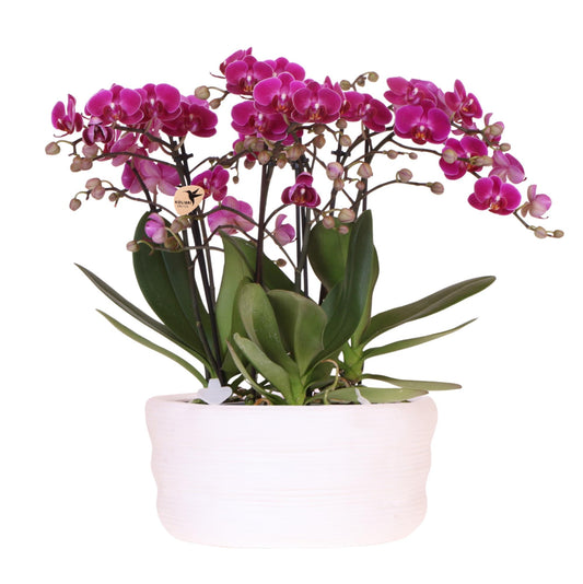 Kolibri Orchids | paarse orchideeënset in Como dish incl. waterreservoir | drie paarse orchideeën Morelia 9cm | Mono Bouquet paars met zelfvoorzienend waterreservoir