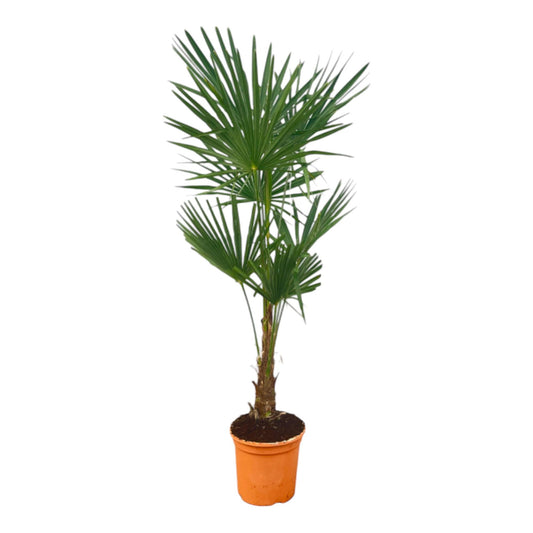 Trachycarpus Fortuneii - 120-140cm - Ø27