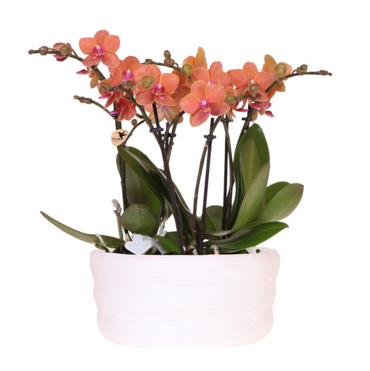 Kolibri Orchids | oranje orchideeënset in Como dish incl. waterreservoir | drie oranje orchideeën Bolzano 9cm | Mono Bouquet oranje met zelfvoorzienend waterreservoir