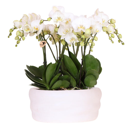 Kolibri Orchids | Witte orchideeënset in Como dish incl. waterreservoir | drie witte Ghent orchideeën 12cm | Mono Bouquet wit met zelfvoorzienend waterreservoir