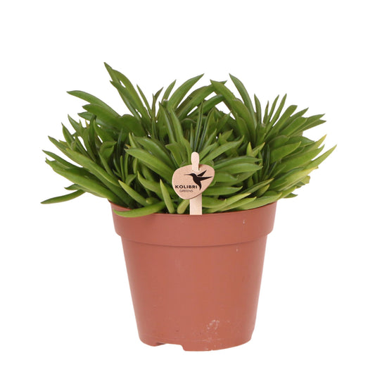 Kolibri Greens | Groene kamerplant - Succulent Happy Beam - potmaat Ø12cm - vers van de kweker