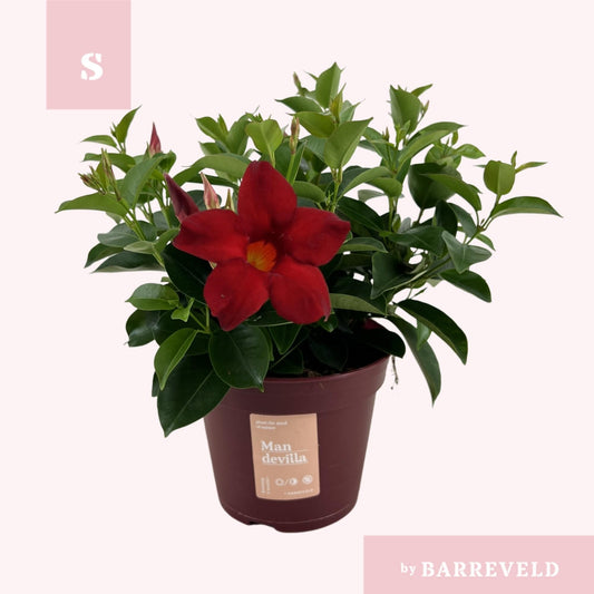 PROMO -Mandevilla 'Zomerville' Struik Rood - Ø14cm - ↕30cm