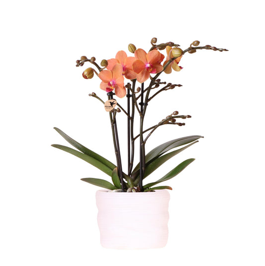 Kolibri Orchids | Oranje orchidee Bolzano 9cm in Como pot incl. waterreservoir