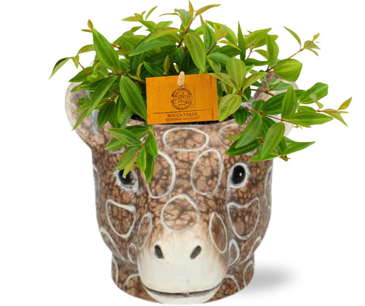 Peperomia Ang. Rocca Vivace - Ø11cm - ↕15cm + Planter Giraf D11/14x11cm - Bruin